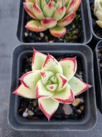 *GLGhybrid(1-1143) Special hybrid pack of 4
