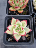 *GLGhybrid(1-1143) Special hybrid pack of 4