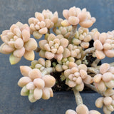 *GLGhybrid(1-1657) Graptopetalum ‘Blush Danko’ 绯丸