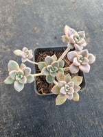 *GLGhybrid(1-697) Graptopetalum Mendozae X Echeveria Brown Sugar 丸姬杂红糖