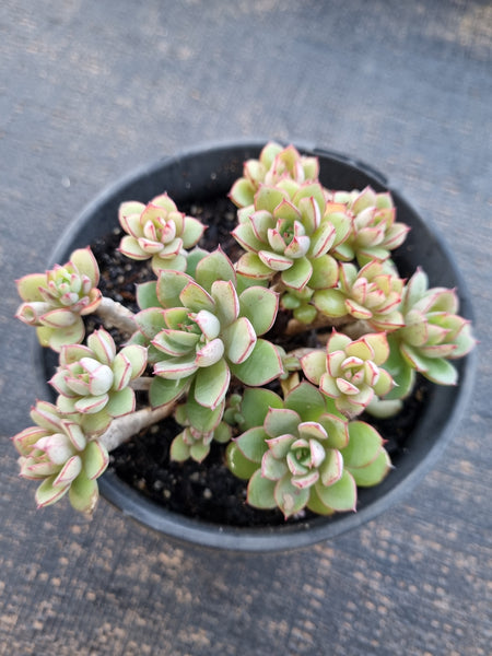*GLGhybrid(2-329) Echeveria Ballsii Hybrid 灰姑娘杂