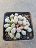 Frithia Window