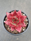 Echeveria Romeo Rubin 罗宾