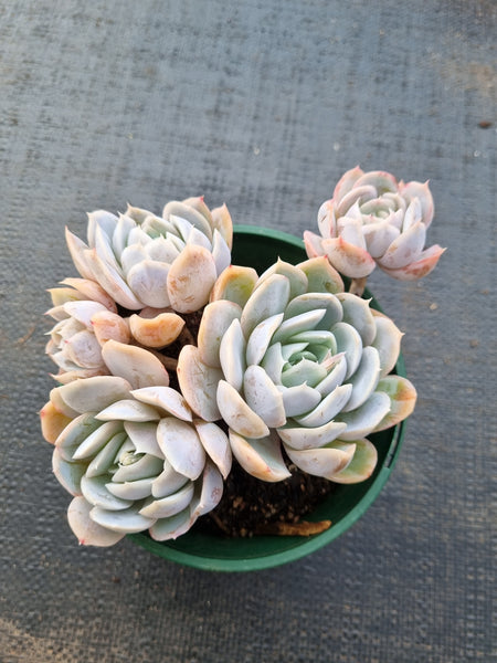 *GLGhybrid (2-77) Echeveria Mexican Snowball hybrid 墨西哥雪球杂