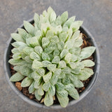 11cm pot Haworthia Silver Swirls  白斑玉露11cm盆