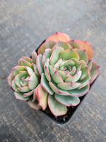 *GLGhybrid(1-746) Echeveria El Encino hybrid 恩西诺杂