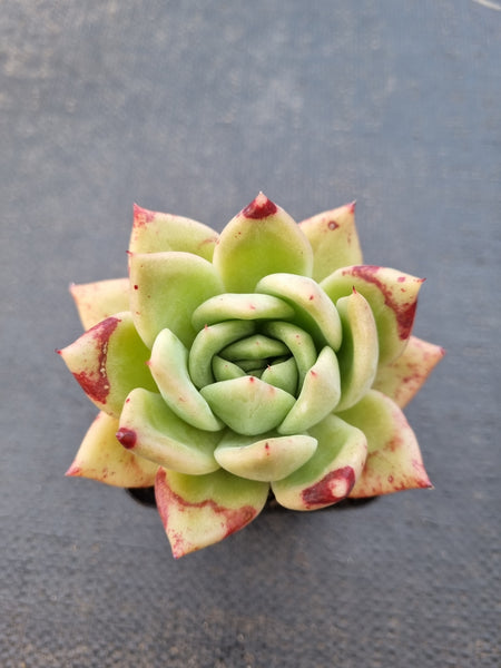 *GLGhybrid(1-1416) Echeveria Champaign hybrid 香槟杂