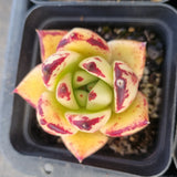 *GLGhybrid(1-1689) Special hybrid pack of 4