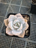 Graptopetalum Superbum x Laui 华雪/Graptoveria pink laui 粉雪莲