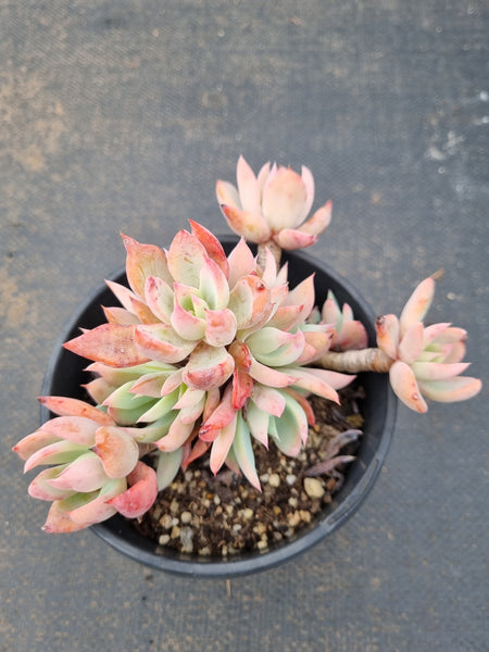 Echeveria 'Cleone' 露西