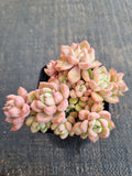 *GLGhybrid(1-837) Echeveria Sierra Hybrid 爱斯诺杂