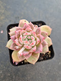 Echeveria 'Frosty Bloom' (霜花 E. prolifica hybrid)