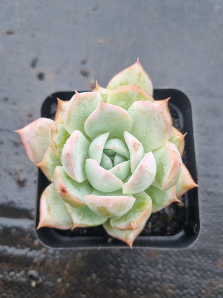 *GLGhybrid(1-1521)  Echeveria Simulans Ascension hybrid 蓝丝绒杂
