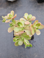 Aeonium saundersii 橄榄球玫瑰
