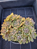 *GLGhybrid(2-4) Echeveria Ballsii Hybrid 灰姑娘杂