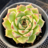 *GLGhybrid(2-82) Echeveria 'Bloody Maria' hybrid 血色玛丽亚杂