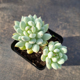 Pachyveria sp. (ice cream）冰淇淋