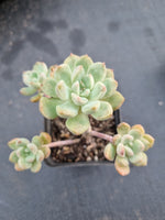 *GLGhybrid(1-361) Graptopetalum Mendozae hybrid 丸姬杂