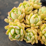 *GLGhybrid(2-392) Sedum Perezdelarosae hybrid 焦糖精灵杂