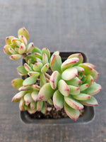 *GLGhybrid(1-840) Sedeveria Blue Elf hybrid 蓝精灵杂