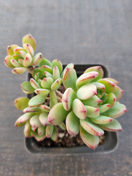 *GLGhybrid(1-840) Sedeveria Blue Elf hybrid 蓝精灵杂