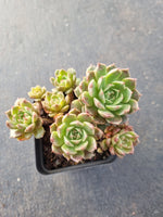Echeveria Olivia 奥利维亚