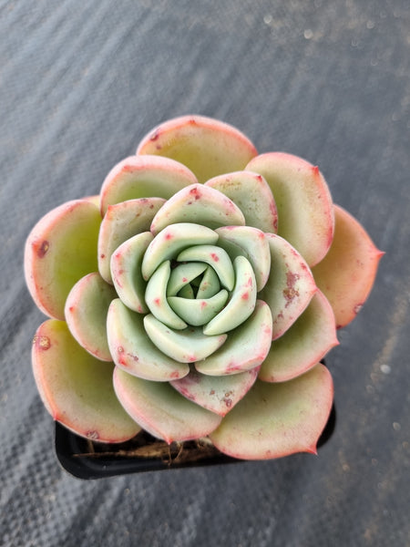 Echeveria Salmon 三文鱼