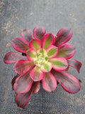 Aeonium 'Medusa' 美杜莎