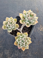 *GLGhybrid(1-670) Graptopetalum Mendozae hybrid 丸姬杂