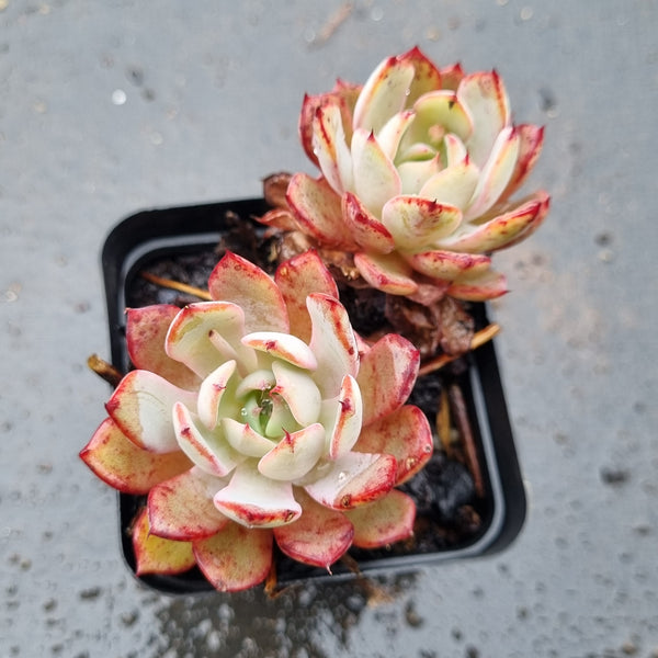 *GLGhybrid(1-1599) Echeveria Puebla hybrid 普埃布拉杂