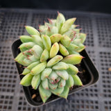 *GLGhybrid(1-108) Echeveria cuspidata var. Zaragozae hybrid 黑爪杂
