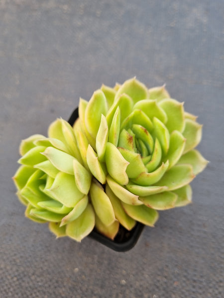 *GLGhybrid(1-1422) Echeveria pulidonis 'Christmas' hybrid 墨西哥花月夜杂