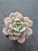 *GLGhybrid(1-1015) Pachyveria Elaine hybrid 香水杂