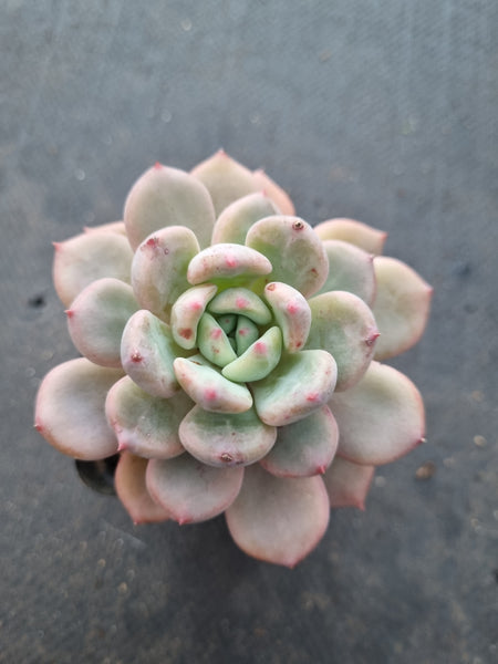 *GLGhybrid(1-1015) Pachyveria Elaine hybrid 香水杂
