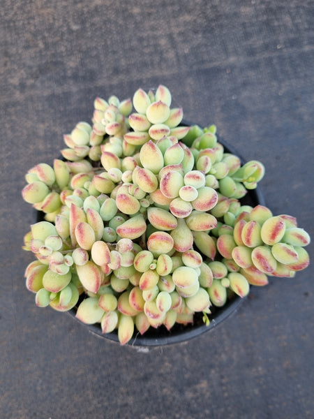 11cm pot Cotyledon pendens 达摩福娘11cm盆