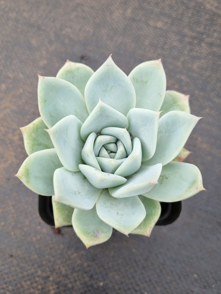 *GLGhybrid(1-1547) Echeveria Mexican Giant hybrid 巨人杂