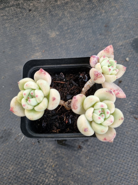 *GLGhybrid(1-1174) Pachyveria Elaine hybrid 香水杂