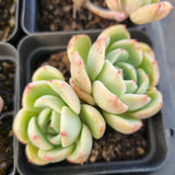 *GLGhybrid(1-1684) Special hybrid pack of 4