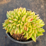 *GLGhybrid(2-37) Echeveria Agavoides hybrid crested 东云杂缀化