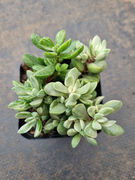 Crassula rogersii variegata 若歌诗锦