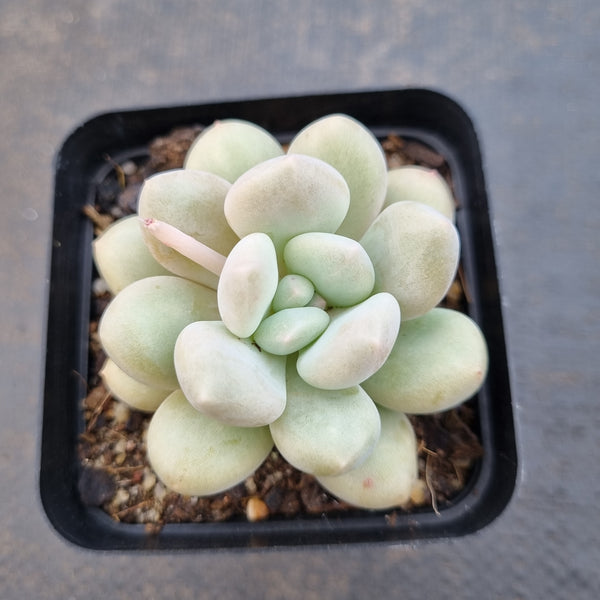 *GLGhybrid(1-1612) Pachyveria Elaine hybrid 香水杂