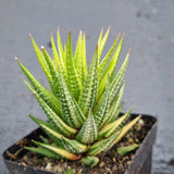 Haworthia variegated No ID
