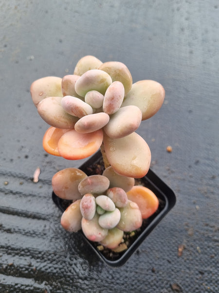 *GLGhybrid(1-1455) Pachyveria 'Concubine's Finger' 贵妃手指