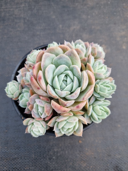 *GLGhybrid(2-297) Echeveria Mexican Snowball hybrid 墨西哥雪球杂