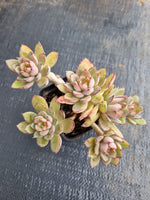 *GLGhybrid(1-606) Echeveria Ballsii Hybrid 灰姑娘杂