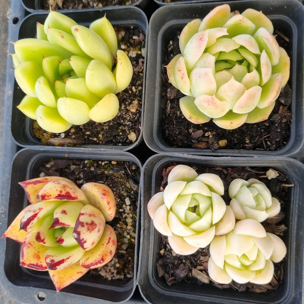 *GLGhybrid(1-1689) Special hybrid pack of 4