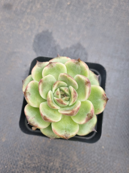*GLGhybrid(1-1371) Echeveria Black Rose hybrid 黑玫瑰杂