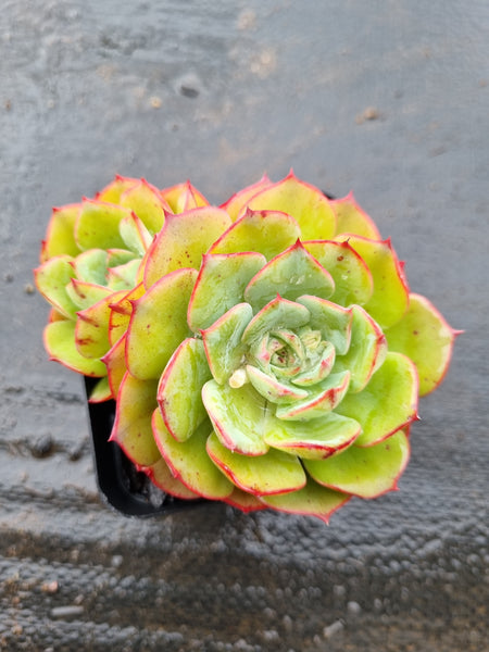 *GLGhybrid(1-1529) Echeveria El Encino hybrid 恩西诺杂