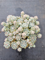 *GLGhybrid(1-372) Sedum Perezdelarosae hybrid 焦糖精灵杂