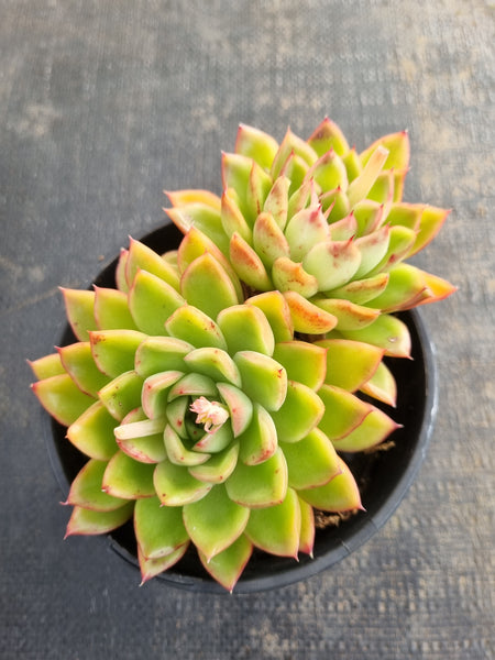 *GLGhybrid (2-167) Echeveria Agavoides hybrid 东云杂